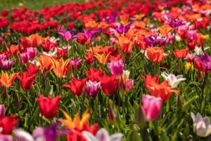 Keukenhof: Kukkapellot Pienryhmäinen kulttuuripyöräretki