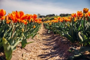 Keukenhof: Kukkapellot Pienryhmäinen kulttuuripyöräretki