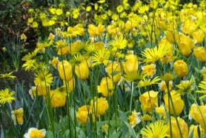 Keukenhof: Kukkapellot Pienryhmäinen kulttuuripyöräretki