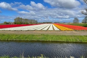 Keukenhof: Kukkapellot Pienryhmäinen kulttuuripyöräretki