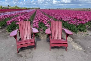 Keukenhof: Kukkapellot Pienryhmäinen kulttuuripyöräretki