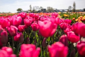 Keukenhof: Kukkapellot Pienryhmäinen kulttuuripyöräretki