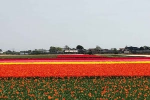 Keukenhof, Tulip Farm, Flower Fields & Windmills