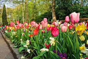 Visite des jardins de Keukenhof et de l'expérience des tulipes au départ d'Amsterdam