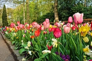 Keukenhof Gardens and Tulip Tour from Amsterdam