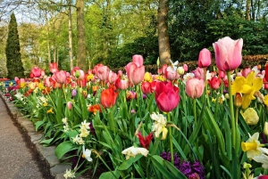 Keukenhof Gardens and Tulip Experience Tour from Amsterdam