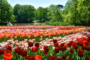 Keukenhof Park and Flower Fields from Rotterdam