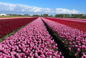 Keukenhof: Private Keukenhof and Free Tulip Tour