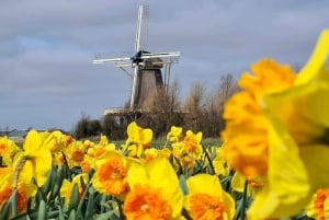 Keukenhof: Private Tulip & Windmill tour with cheese tasting