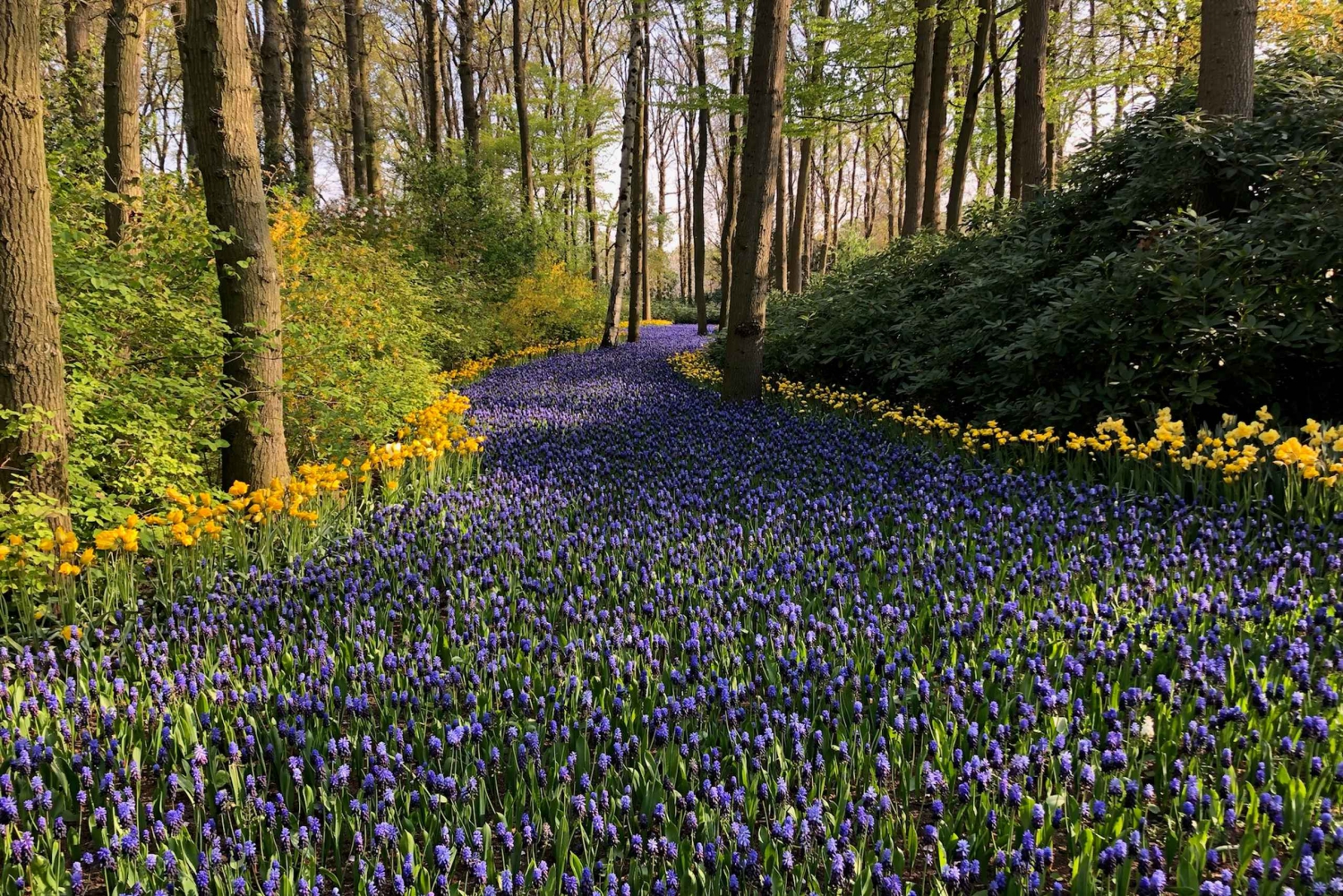 Keukenhof, Tulpenboerderij, Bloemenvelden & Molens