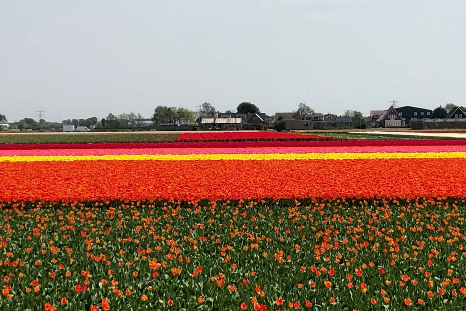 Keukenhof, Tulpenboerderij, Bloemenvelden & Molens