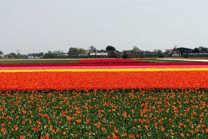 Keukenhof, Tulpenboerderij, Bloemenvelden & Molens