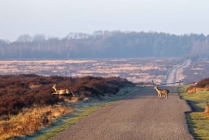 Kröller-Müllerin museo ja kansallispuistokierros