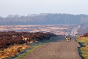 Музей Креллер-Мюллер и экскурсия по национальному парку