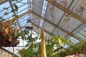 Leiden: Historical private guided tour from Amsterdam