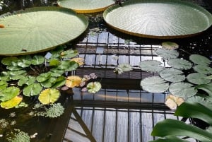 Leiden: Historical private guided tour from Amsterdam