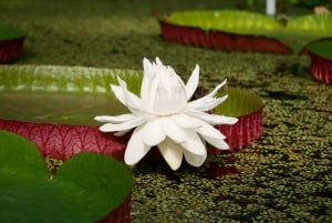 Leiden: Hortus Botanicus Toegangsbewijs