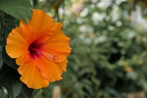 Leiden: Hortus Botanicus Toegangsbewijs