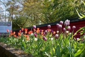 ライデン：ライデン植物園入場チケット