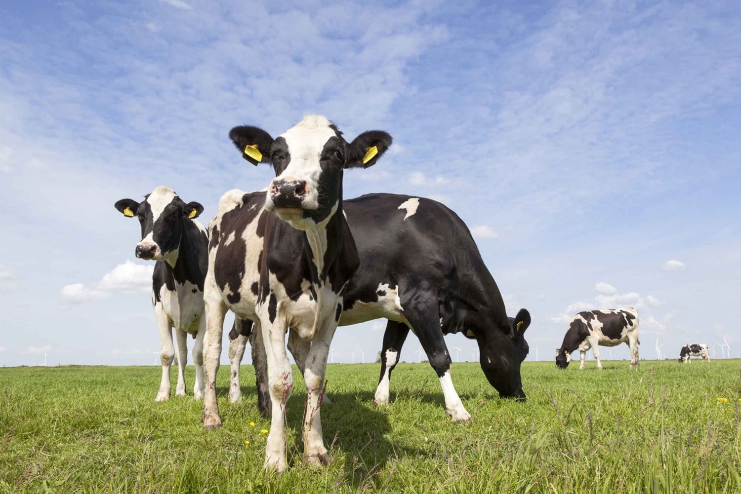 Lisse: GPS-Audio-Tour zum Selberfahren in den Niederlanden