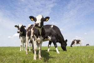 Lisse: GPS-Audio-Tour zum Selberfahren in den Niederlanden