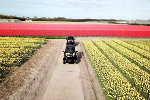 Lisse: Drive-it-Yourself Tulip Fields GPS Audio Tour