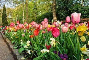 Amsterdam: Keukenhof & Zaanse Schans Windmills Private Tour