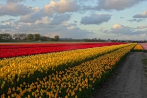 Private Tour to the flowers from Amsterdam by bus