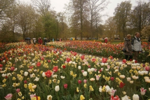 Private Tour to the flowers from Amsterdam by bus