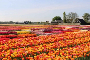 Amsterdam: Private tour Tulips, Keukenhof, Windmill & Cheese