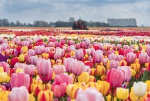 Amsterdam: Private tour Tulips, Keukenhof, Windmill & Cheese