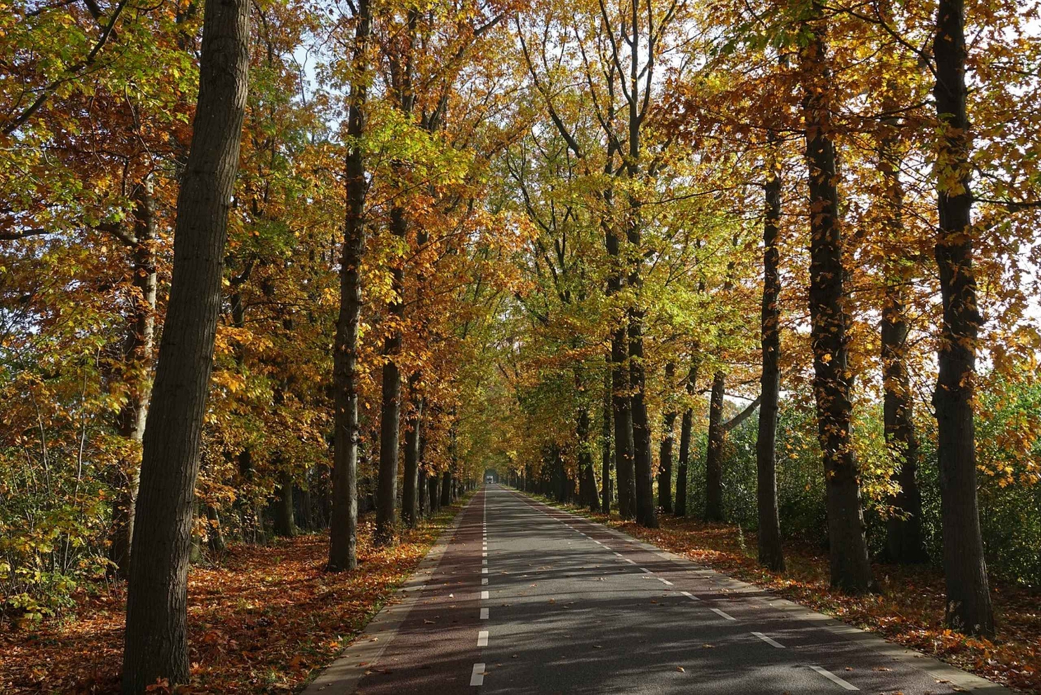 Yksityinen kierros Veluwe-kansallispuistossa ja Kröller Müller -museossa