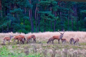 Private Tour zum Nationalpark Veluwe und zum Kröller-Müller-Museum