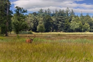 Private Tour zum Nationalpark Veluwe und zum Kröller-Müller-Museum