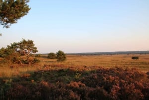 Private Tour zum Nationalpark Veluwe und zum Kröller-Müller-Museum