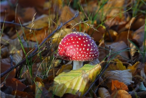 Yksityinen kierros Veluwe-kansallispuistossa ja Kröller Müller -museossa