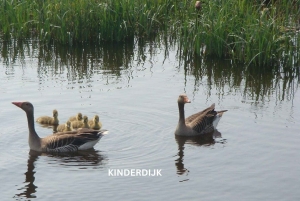 Rotterdam und Kinderdijk Tägliche Rundgangs- und Bootstour