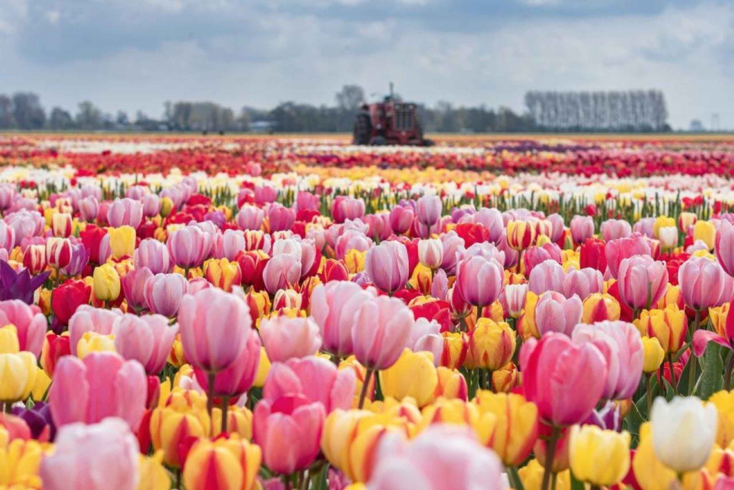 Rotterdam: Private Sightseeing Tour Keukenhof & Tulpenfelder