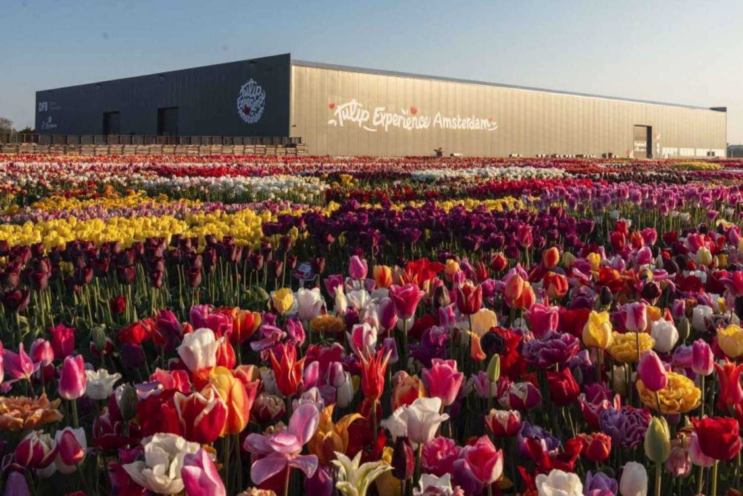 Rotterdam: Private Sightseeing Tour Keukenhof & Tulpenfelder
