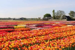 Rotterdam: Private Sightseeing Tour Keukenhof & Tulip fields