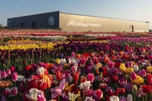 Rotterdam: Private Sightseeing Tour Keukenhof & Tulpenfelder