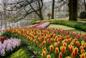 Royal Flower Auction & Keukenhof Tulip Gardens