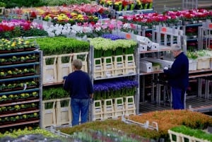 Royal Flower Auction & Keukenhof Tulip Gardens