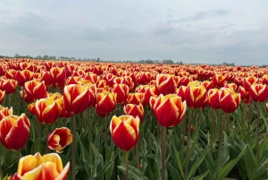 Частный трансфер из аэропорта Схипхол в Амстердам.