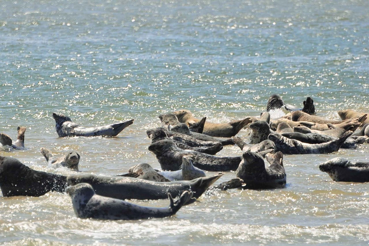 Small group full day island tour to Texel from Amsterdam