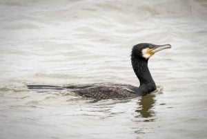 Amsterdam : Une expérience inoubliable du tir à l'arc !