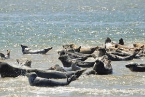 Small group full day island tour to Texel from Amsterdam