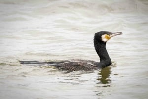 Small group full day island tour to Texel from Amsterdam
