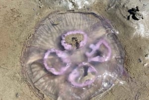 Small group full day island tour to Texel from Amsterdam