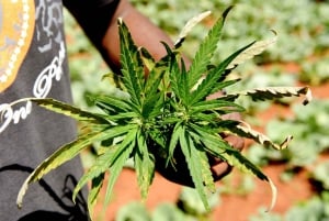 Sprechen Sie Gras? Tour em alemão pelas coffeeshops de Amesterdão